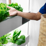 Interior de un contenedor marítimo modificado para granja vertical con luces LED y sistemas de cultivo hidropónico automatizado.