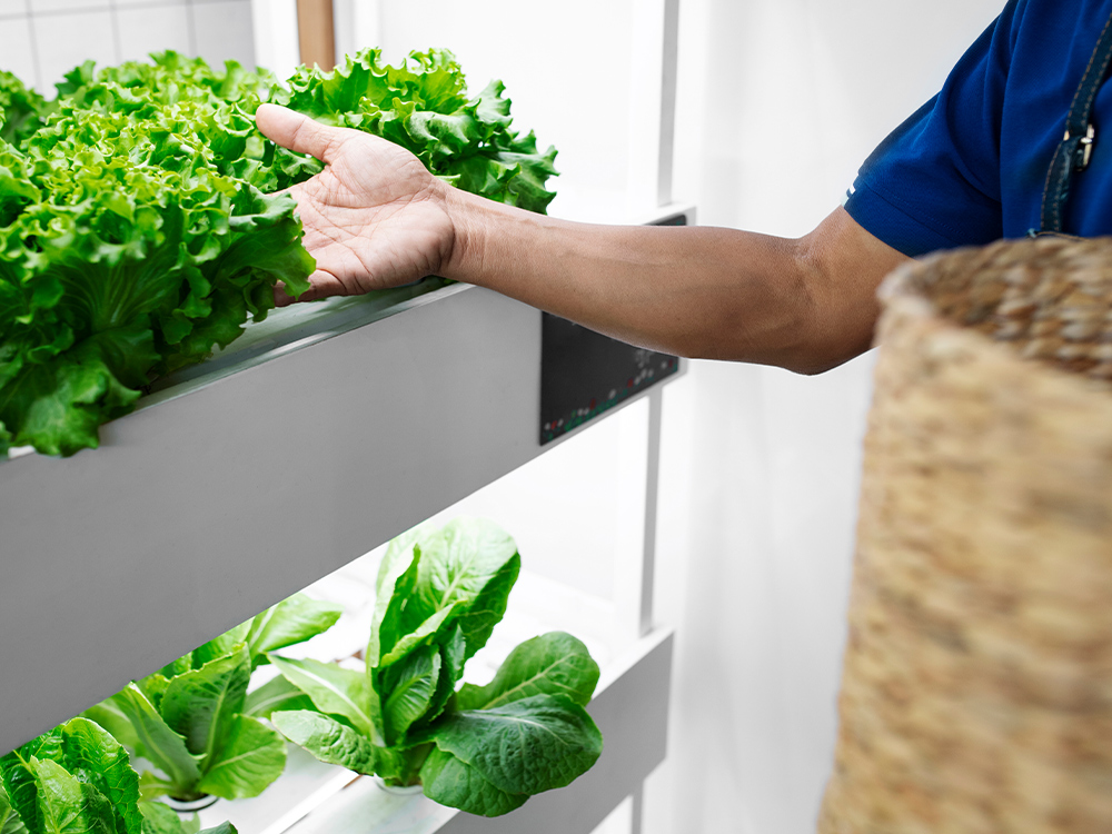 Granjas Verticales: El Futuro de la Agricultura en Contenedores